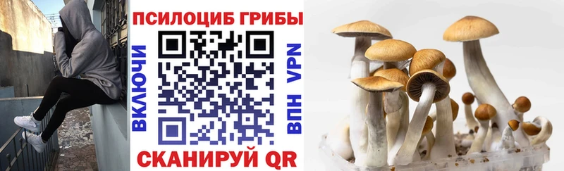 Галлюциногенные грибы Cubensis  Нижневартовск 